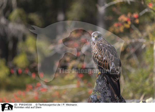 Rotmilan sitzt auf Stein / red kite sits on the stone / PW-04539
