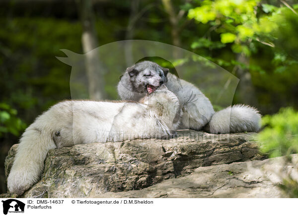 Polarfuchs / DMS-14637