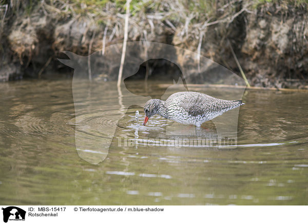 Rotschenkel / common redshank / MBS-15417