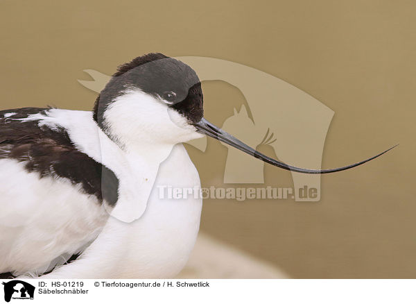S�belschn�bler / black-capped avocet / HS-01219