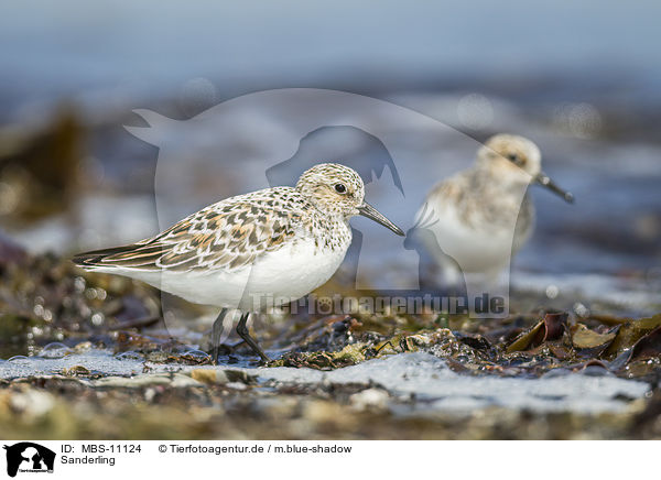 Sanderling / Sanderling / MBS-11124
