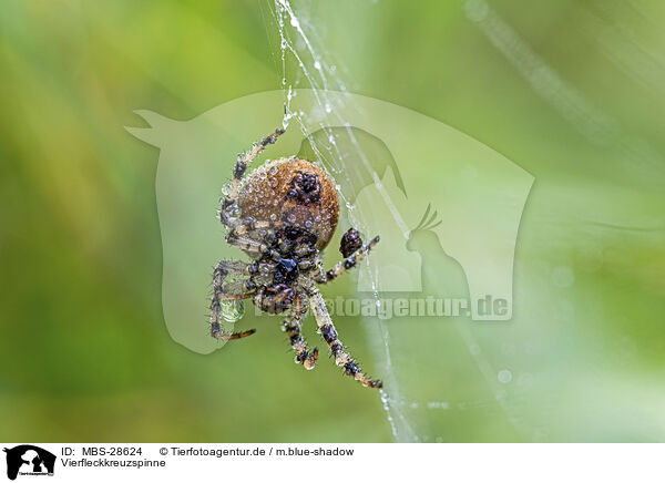 Vierfleckkreuzspinne / four-spot orb-weaver / MBS-28624
