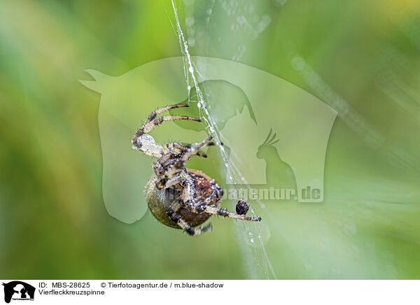 Vierfleckkreuzspinne / four-spot orb-weaver / MBS-28625