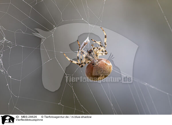 Vierfleckkreuzspinne / four-spot orb-weaver / MBS-28626