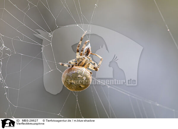 Vierfleckkreuzspinne / four-spot orb-weaver / MBS-28627
