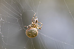 Vierfleckkreuzspinne