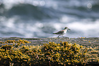 Sanderling
