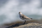Sanderling