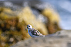 Sanderling