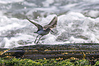 Sanderling