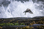 Sanderling
