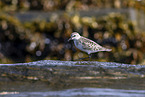 Sanderling