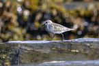 Sanderling