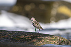 Sanderling