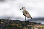 Sanderling