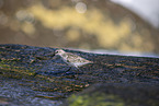 Sanderling
