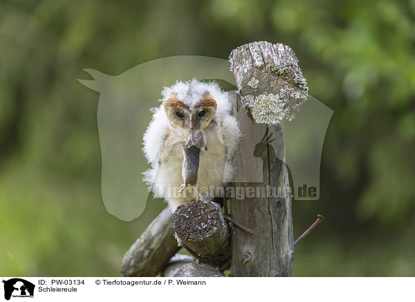 Schleiereule / barn owl / PW-03134