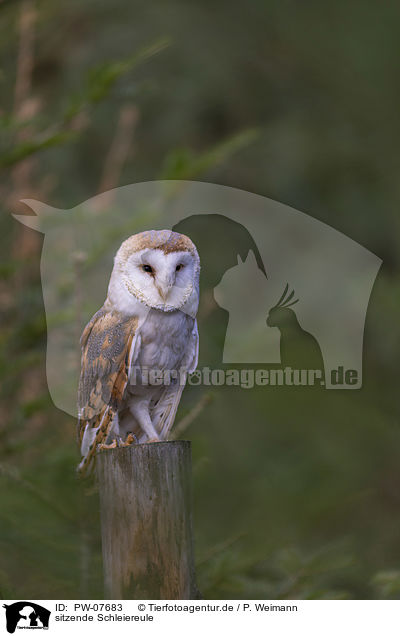 sitzende Schleiereule / sitting Common Barn Owl / PW-07683