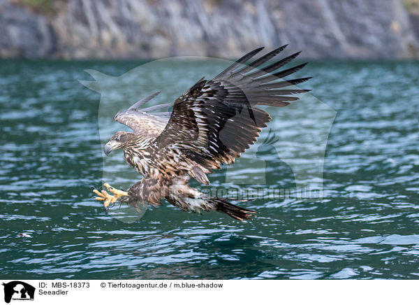 Seeadler / white-tailed sea eagle / MBS-18373