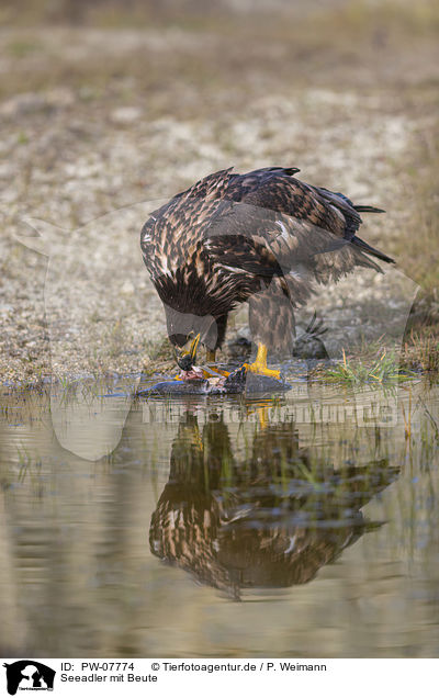 Seeadler mit Beute / White-tailed Sea Eagle with prey / PW-07774