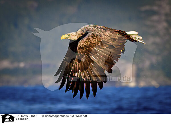 Seeadler / white-tailed sea eagle / MAW-01653