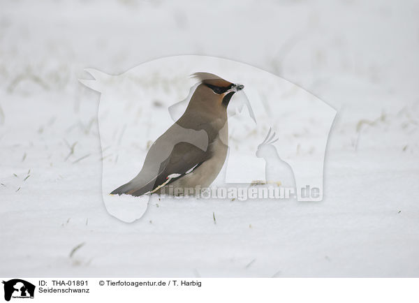 Seidenschwanz / Bohemian waxwing / THA-01891
