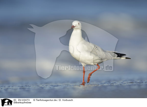 Silberkopfm�we / silver gull / DV-03473