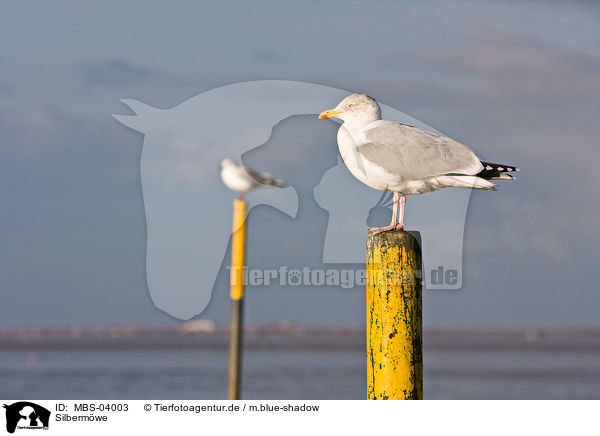 Silberm�we / herring gull / MBS-04003