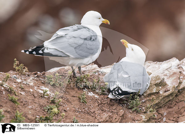 Silberm�wen / European herring gulls / MBS-12591