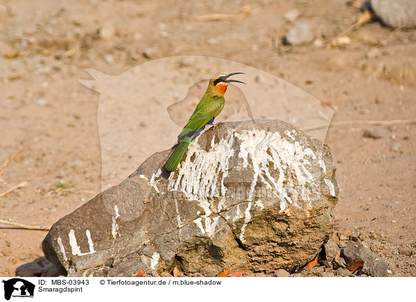 Smaragdspint / little green bee eater / MBS-03943