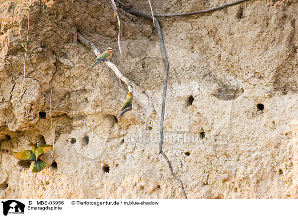 Smaragdspinte / little green bee eaters / MBS-03956