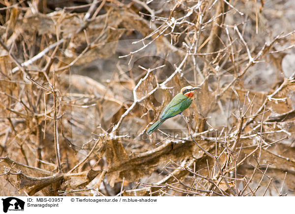 Smaragdspint / little green bee eater / MBS-03957
