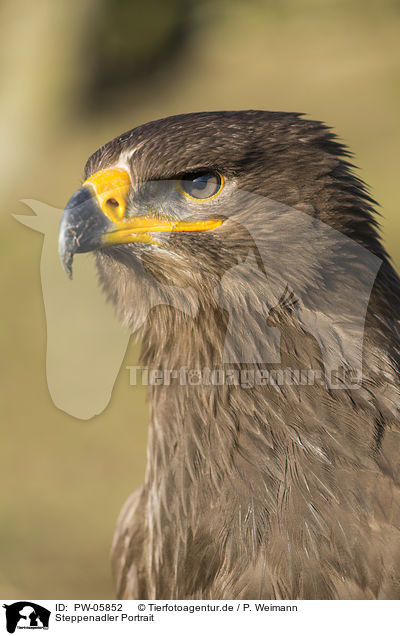 Steppenadler Portrait / Steppe eagle portrait / PW-05852