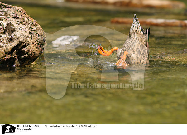 Stockente / mallard / DMS-03186