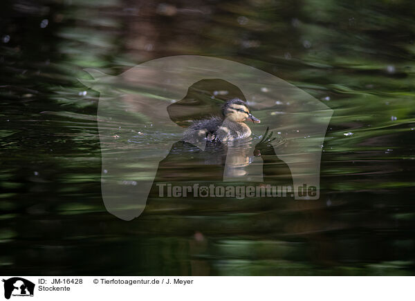 Stockente / mallard / JM-16428