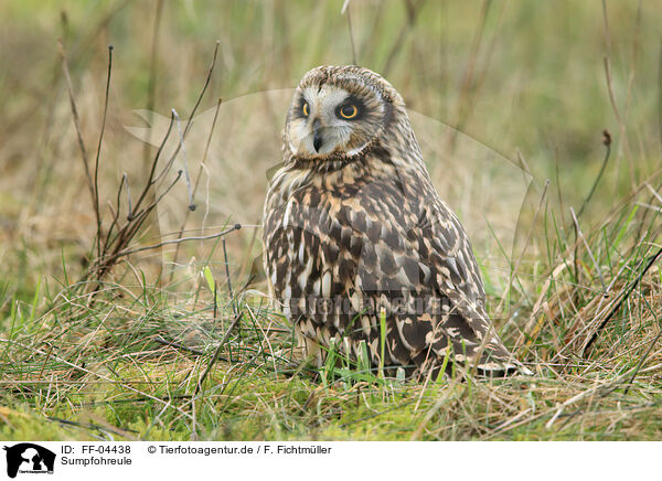 Sumpfohreule / short-eared owl / FF-04438