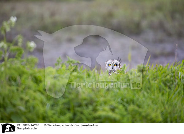Sumpfohreule / short-eared owl / MBS-14268