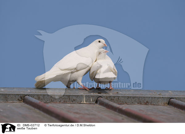wei�e Tauben / white pigeons / DMS-02712