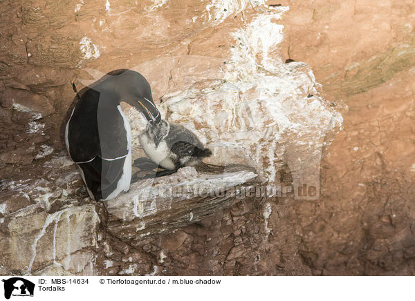 Tordalks / razorbills / MBS-14634