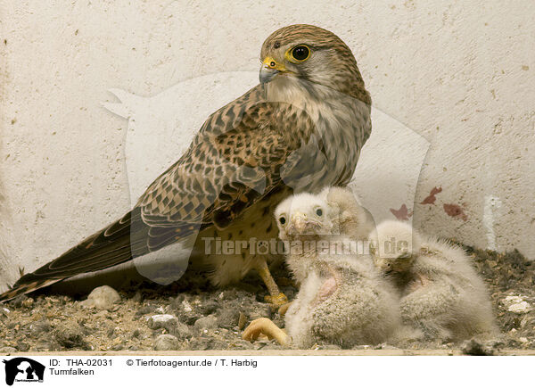 Turmfalken / kestrels / THA-02031