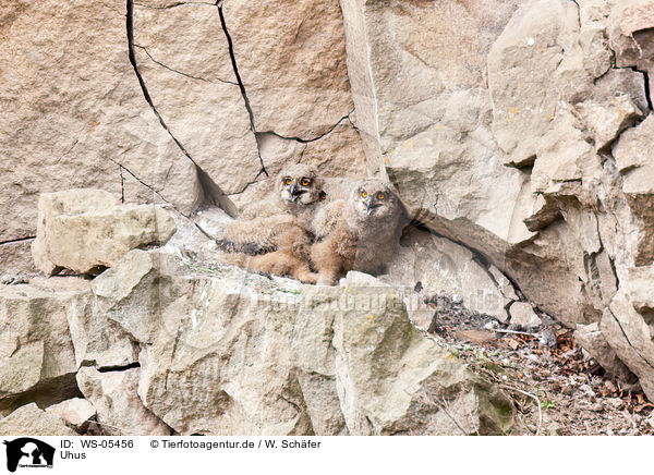 Uhus / Eurasian eagle owls / WS-05456