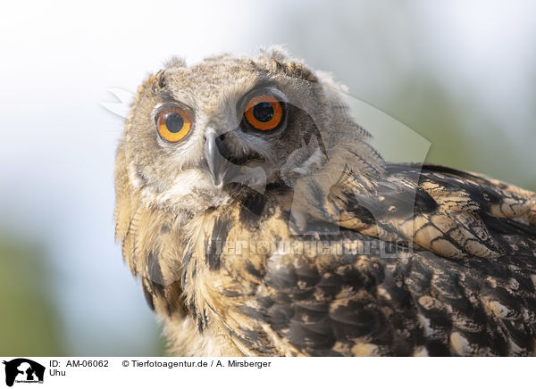 Uhu / eagle owl / AM-06062
