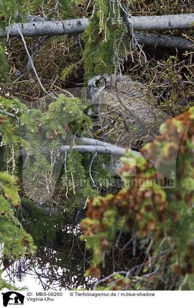 Virginia-Uhu / MBS-08260