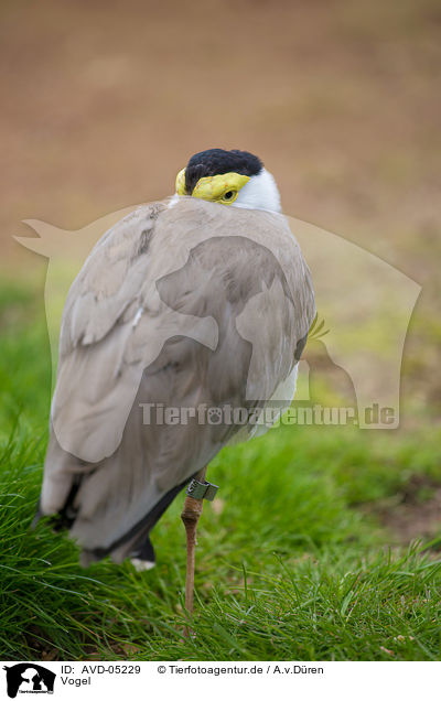 Vogel / bird / AVD-05229