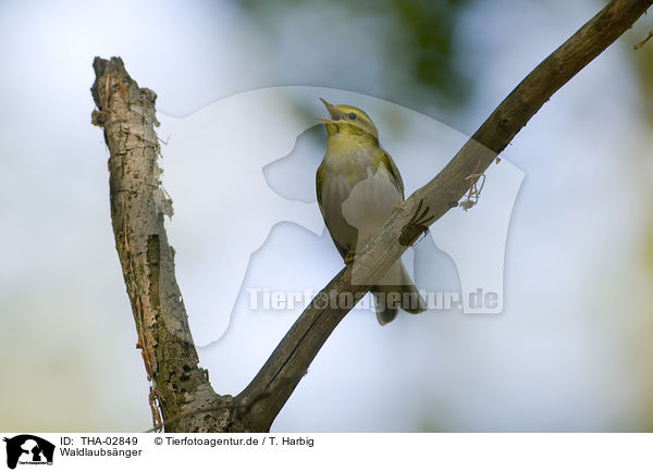 Waldlaubs�nger / wood warbler / THA-02849