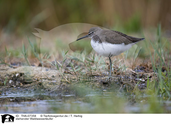 stehender Waldwasserl�ufer / standing Green Sandpiper / THA-07358