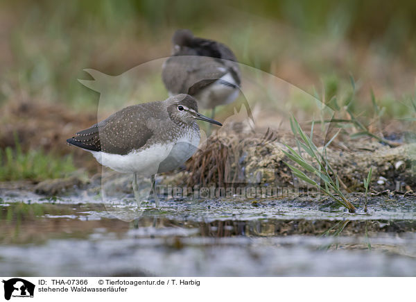 stehende Waldwasserl�ufer / standing Green Sandpipers / THA-07366
