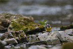 Wasseramsel