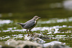 Wasseramsel