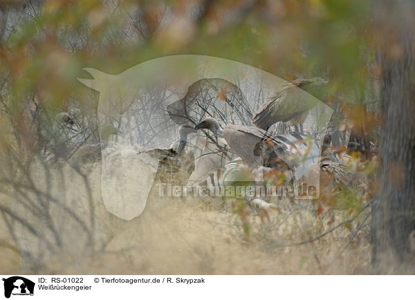 Wei�r�ckengeier / RS-01022